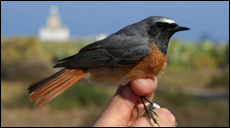 anillamiento_de_aves