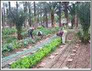 hort_urb